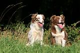 BORDER COLLIE 1429